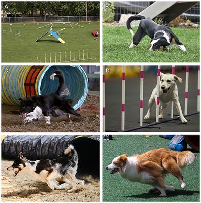 Internet-based survey evaluating the impact of ground substrate on injury and performance in canine agility athletes